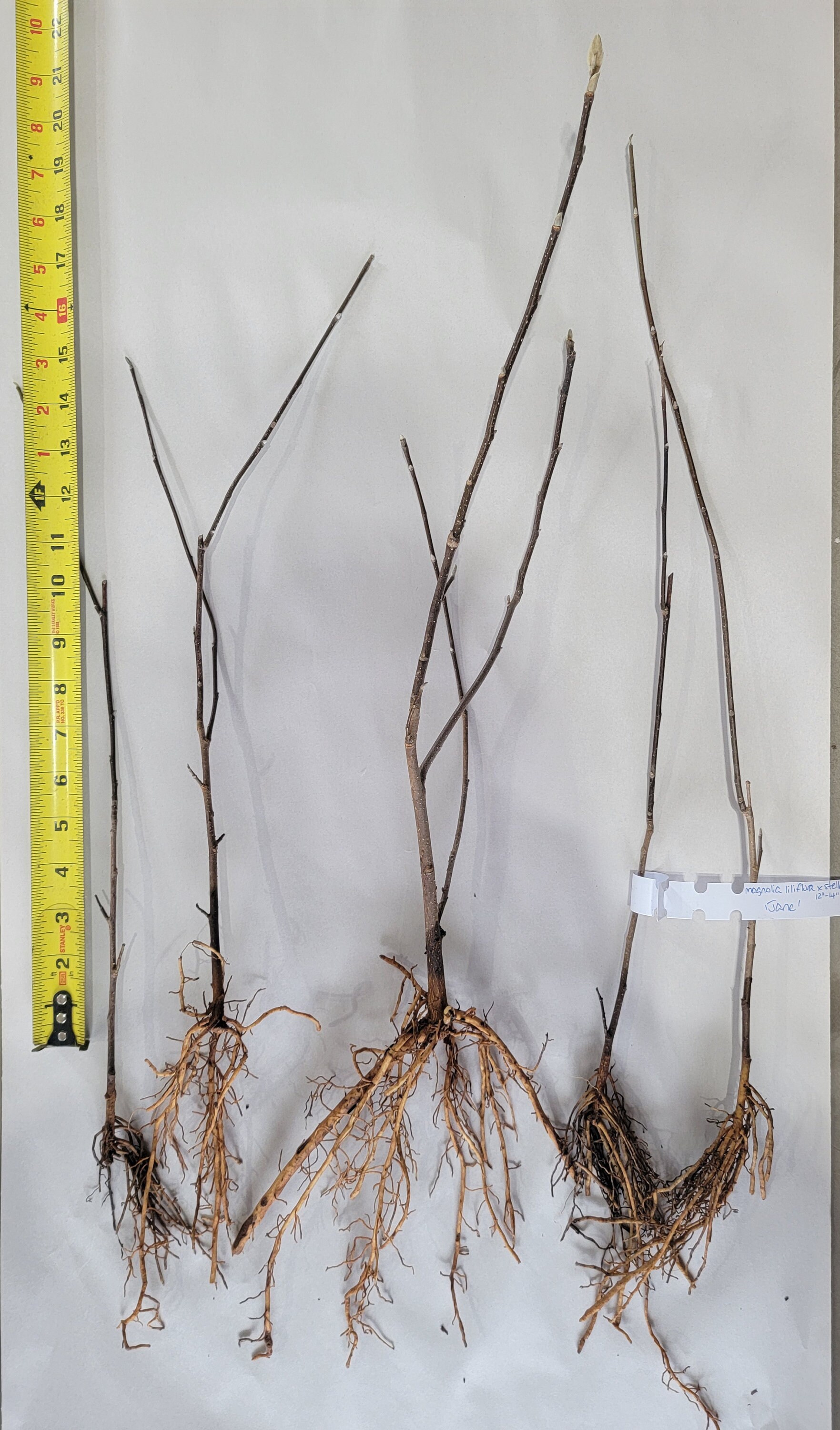Magnolia Roots Jane Magnolia, 15-20