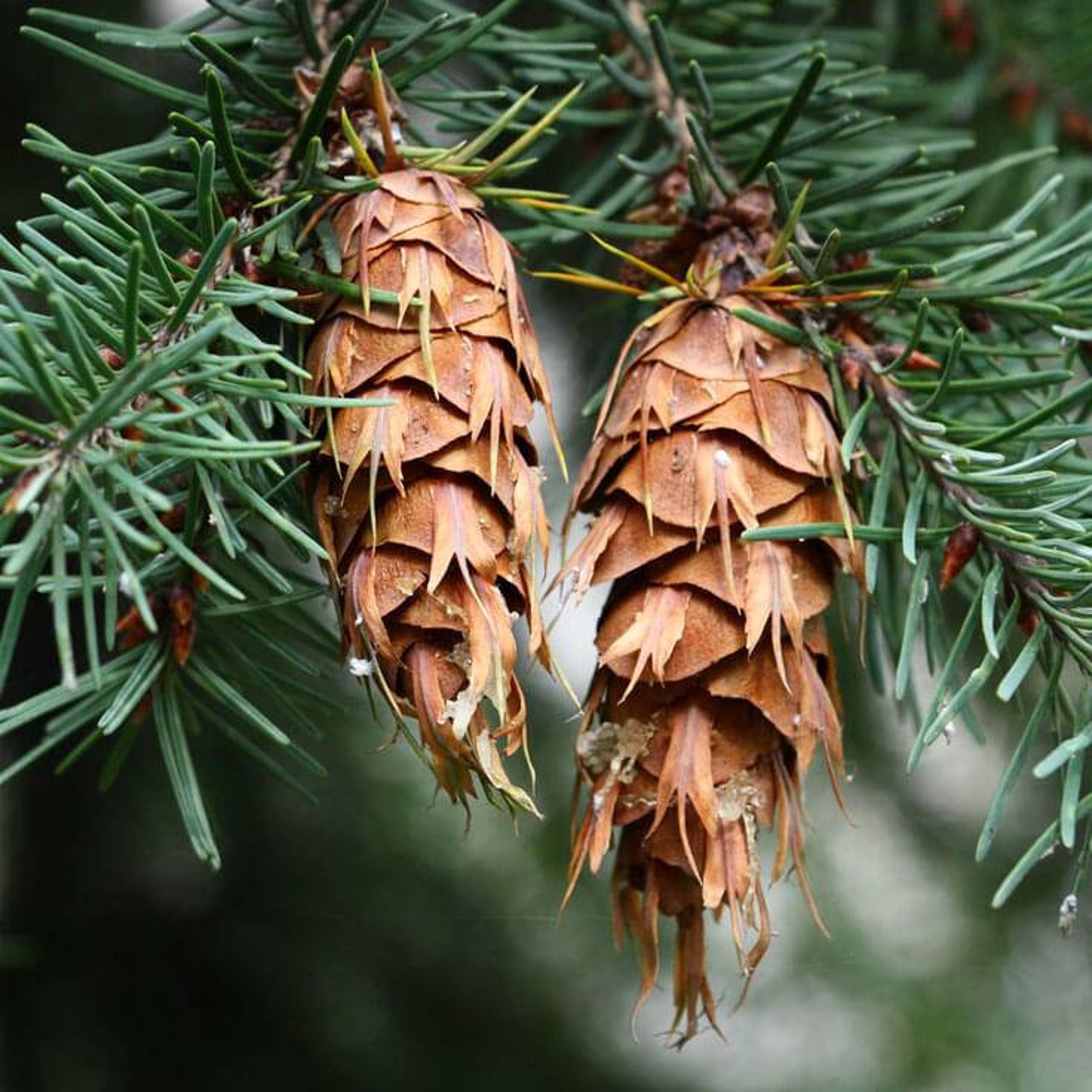 50 Douglas Fir Seeds Beautiful Highly Ornamental Fresh Etsy