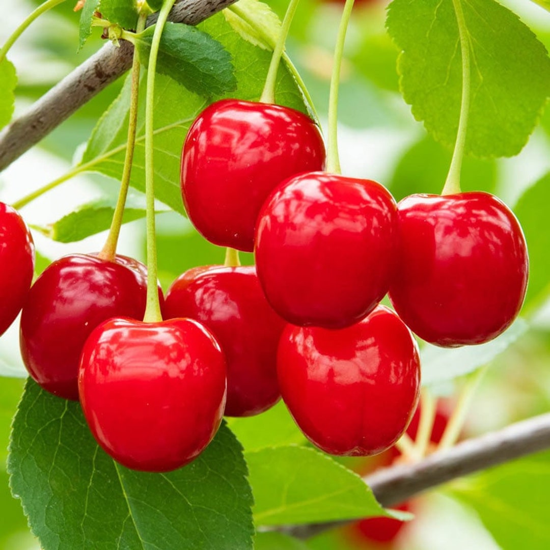 4-5 FT Compact Stella Grafted Cherry Tree, Semi- Dwarf Size, Sweet ...