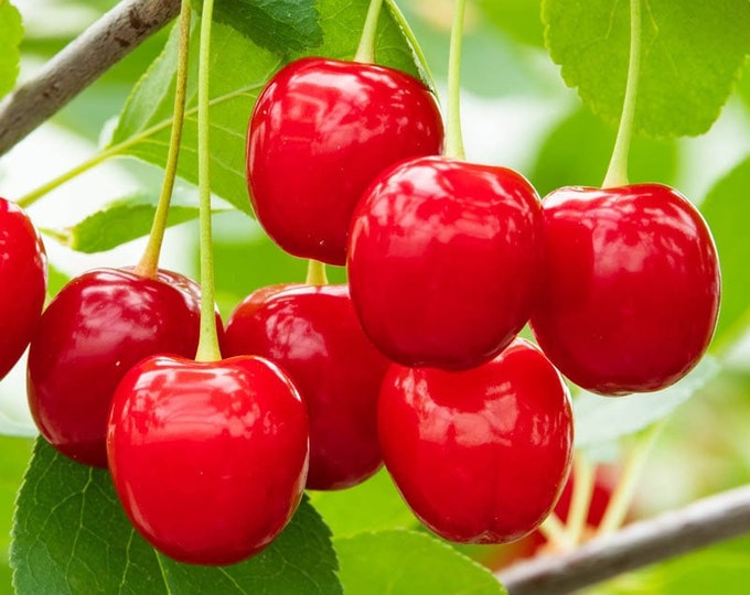 4-5 FT Compact Stella Grafted Cherry Tree, Semi- Dwarf Size, Sweet ...