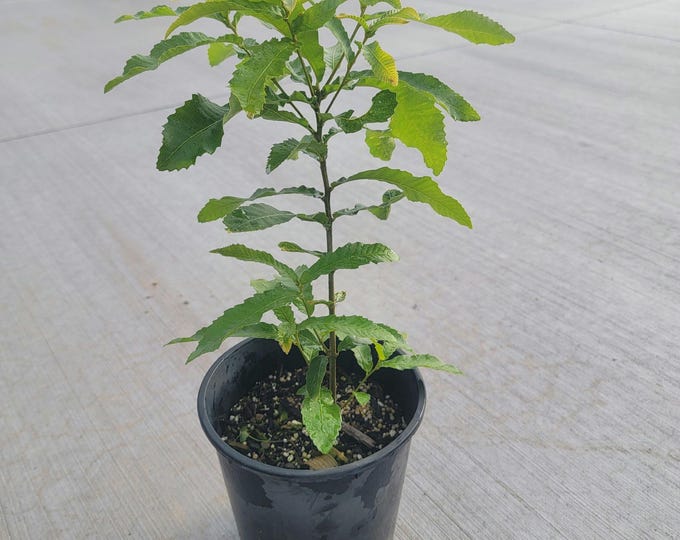 8-10" Gobbler Sawtooth Oak Starts, Quercus Acutissima, Wildlife ...