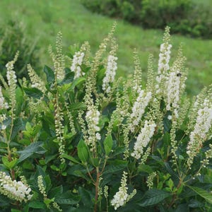 May include: A close-up of a flowering shrub with long, white flower spikes. The shrub has dark green leaves and is set against a blurred green background. The flowers are in full bloom, creating a lush, textured appearance.