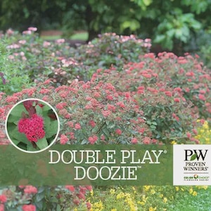 Double Play Doozie Spirea,  Quart pot size. Beautiful compact spirea that blooms non stop. Nice size.