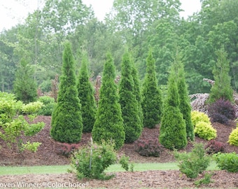 3 Emerald Green Arbovitae "Thuja occidentalis 'Emerald Green", 10" inche starter plant.  Low Cost   Best Seller.