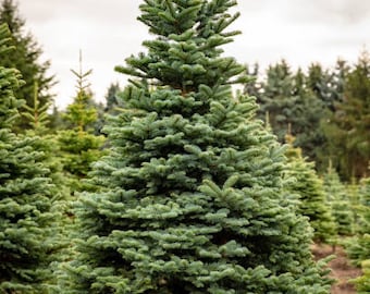 25+ Blue Noble Fir  seeds,  Beautiful, Highly Ornamental,  Fresh Picked, Christmas Tree  FREE SHIPPING