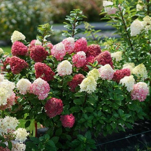 LITTLE LIME PUNCH® 4" Pot size,Proven Winners ColorChoice Flowering Shrubs Panicle Hydrangea  Hydrangea paniculata
