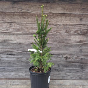 2ft Norway Spruce  transplant (picea abies), Fast Growing Evergreen, Beautiful Ornamental, Christmas Tree