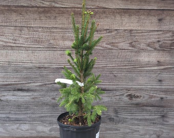 2ft Norway Spruce  transplant (picea abies), Fast Growing Evergreen, Beautiful Ornamental, Christmas Tree