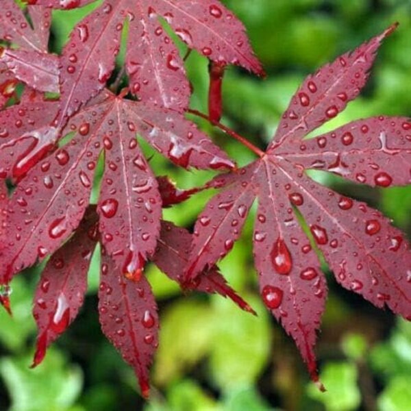 25 + Bloodgood Japanese Maple  seeds,  Beautiful Dark Red Color,  Fresh Picked, FREE SHIPPING