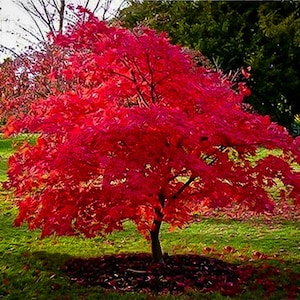 May include: A vibrant red maple tree with lush foliage in a green grassy field. The tree is in full autumn color, with leaves ranging from deep crimson to bright scarlet.
