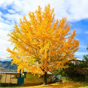 8-12" Ginkgo biloba Maidenhair tree seedlings, Nice starts