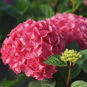 May include: Close-up of vibrant pink hydrangea flowers in full bloom. The large, round flower heads are composed of numerous small petals, surrounded by lush green leaves. A cluster of unopened, light green buds is also visible.
