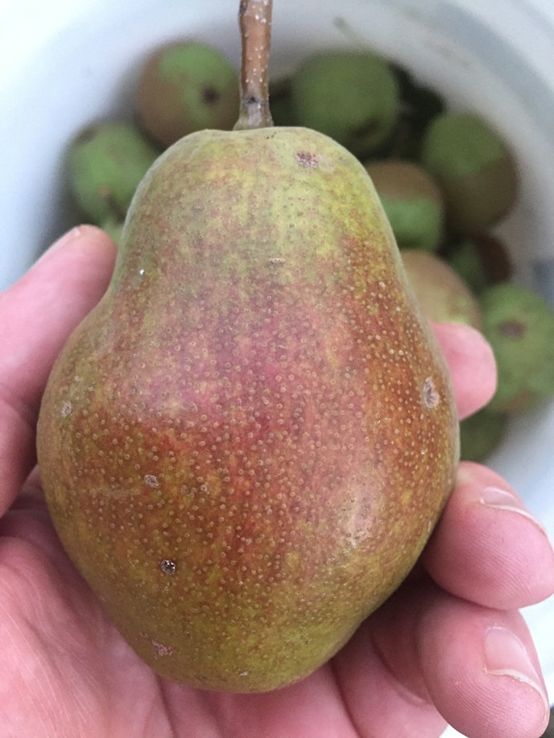 Moonglow Pear Tree, 34 FT, Semi Dwarf Size. Etsy