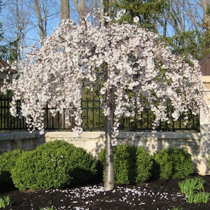 May include: A weeping cherry tree in full bloom, showcasing cascading branches laden with white blossoms. The tree stands in a garden bed with dark mulch, surrounded by green shrubs and a stone wall. A black metal fence is in the background.