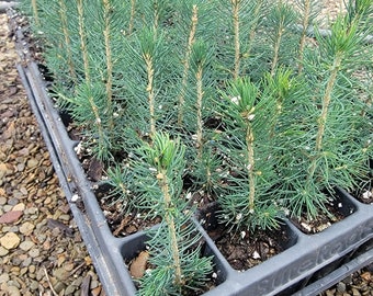 5 Pack , Norway Spruce 4-6"  (picea abies) sedlings.  Fast Growing Evergreen, Beautiful Ornamental, Christmas Tree