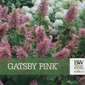 GATSBY Pink, Hydrangea Oakleaf Hydrangea quercifolia, Proven Winners Color Choice, quart pot size.