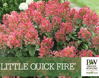 Little QUICK FIRE® Proven Winners ColorChoice Hydrangea - Panicle, Beautiful Starts, Dwarf cultivar with early bloom time. 4" pot size
