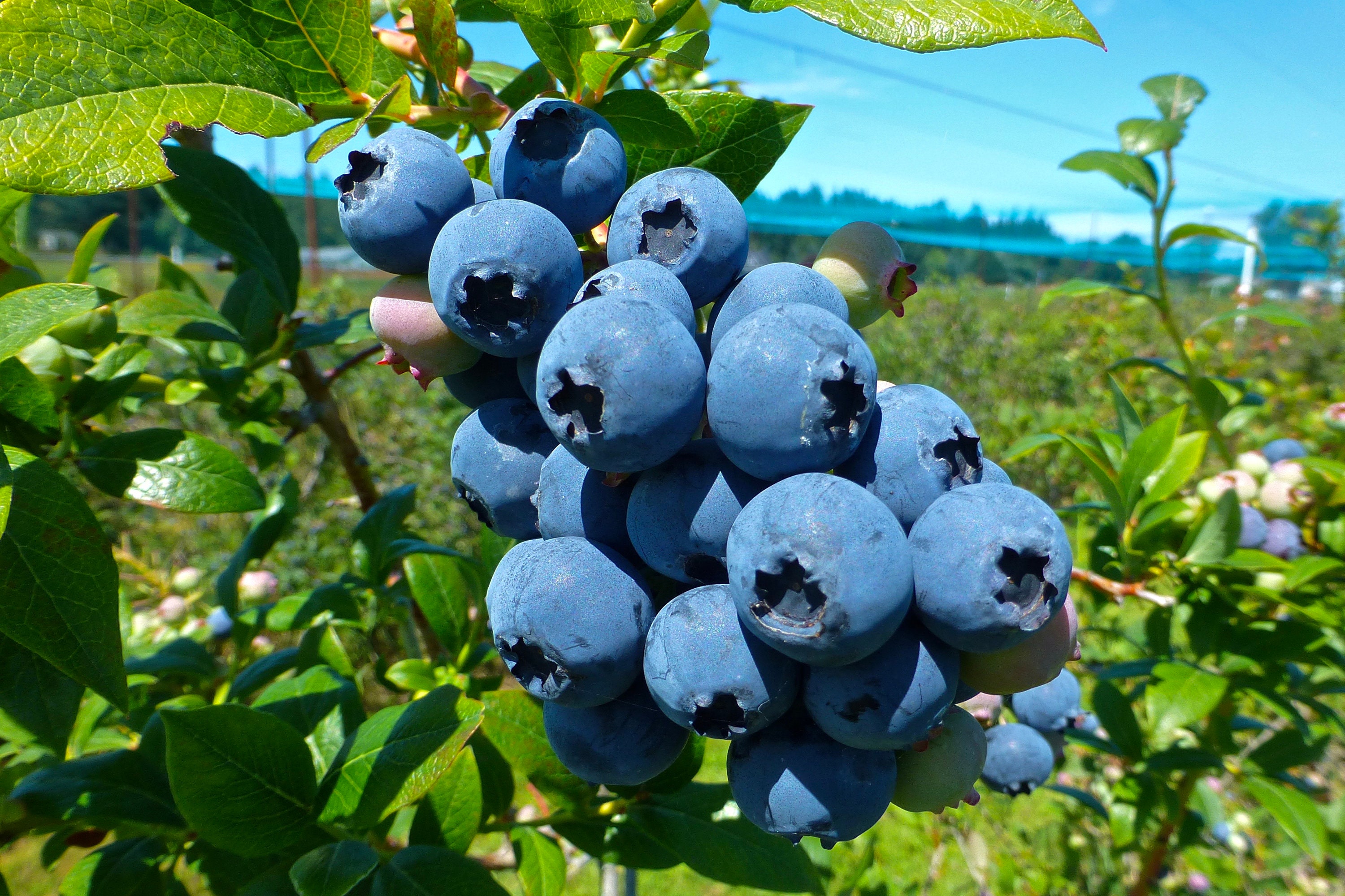 1 Gallon Blue Ray Blueberry 12