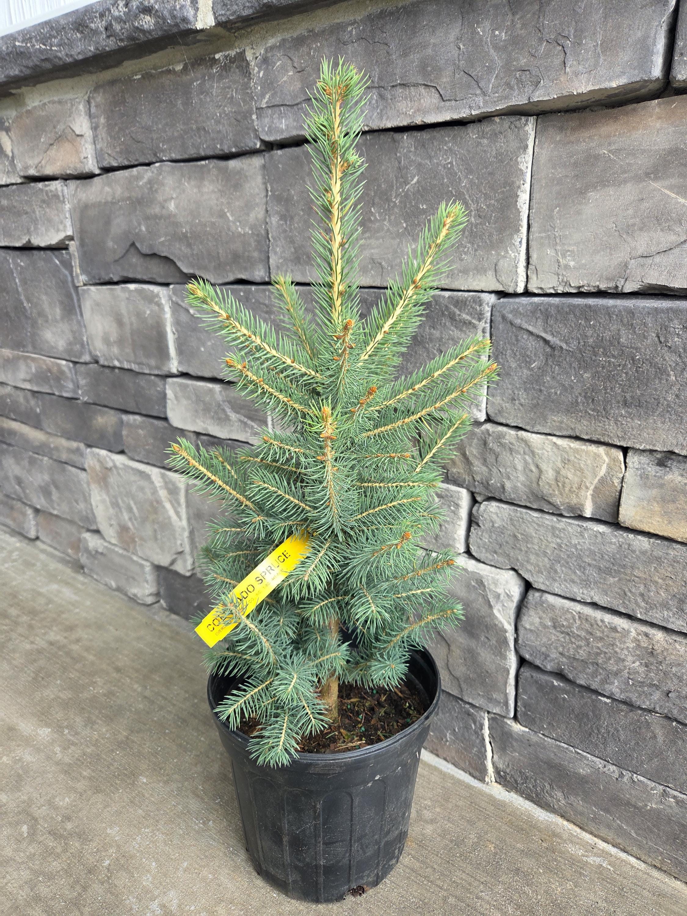 1 Gallon Colorado Blue Spruce Transplant, Beautiful Ornamental