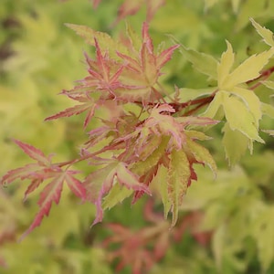 May include: A Japanese maple branch featuring delicate, palmate leaves with a vibrant color gradient. The foliage transitions from a pale, creamy yellow at the center to soft pink and reddish-orange hues along the serrated, pointed leaf edges.
