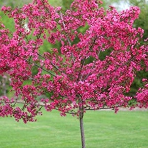 2 Pack, Praire Fire Crabapple Tree 3-4FT, Stunning Spring blooms, Highly ornamental