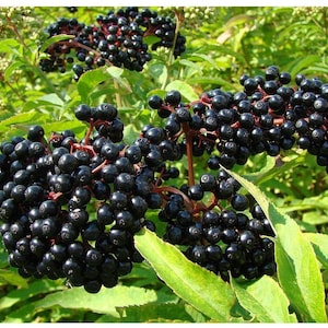 May include: Close-up of a cluster of ripe black elderberries growing on a green bush. The berries are dark and shiny, and they are arranged in a dense cluster.