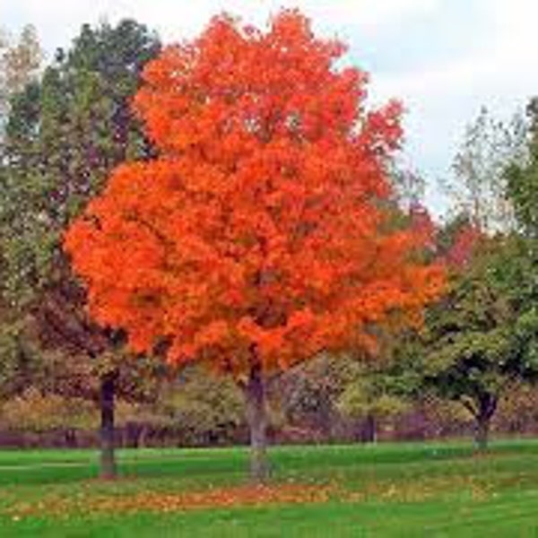 Sugar Maple  seeds, ' Acer saccharum' Beautiful Color, Maple Syrup Tree,  Fresh Harvest,  FREE SHIPPING