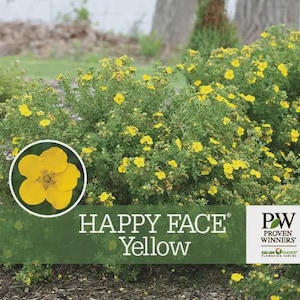 May include: A vibrant image of a flowering shrub with bright yellow blooms. The text "HAPPY FACE Yellow" is displayed on a green banner. A close-up of a single yellow flower is in a white-bordered circle.