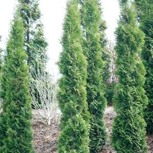 Set of  (5)  FULL SPEED A HEDGE® Thin Man, 18-24&quot; Tall, 4 &quot; pot