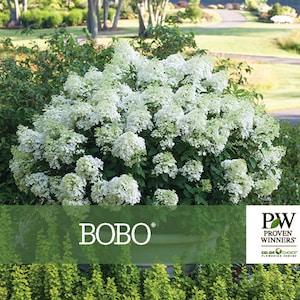 BOBO® Hydrangea,  Gallon size,Proven Winners, Panicle  Hydrangea paniculata, large white flowers changing to pink, gorgeous hydrangea