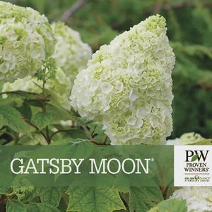 May include: Close-up of a cluster of white and light green hydrangea flowers. The flowers are in full bloom, with a dense, textured appearance. The image includes the text "Gatsby Moon" and the Proven Winners logo.