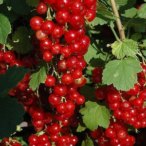 May include: Close-up of a cluster of bright red currants, each a small, round berry. The berries hang in bunches from green stems, surrounded by green leaves. The image is well-lit, highlighting the vibrant color of the fruit.