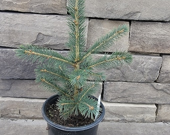 10&quot;&quot; White Spruce, Beautiful Ornamental with Steel blue green color.  Christmas Decor