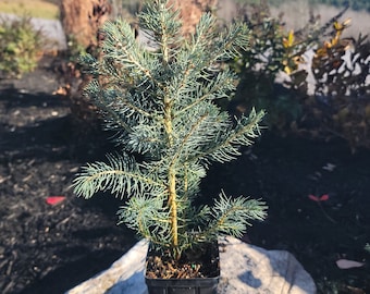 8-10" Colorado Blue Spruce Transplant, Beautiful ornamental, Great Windbreak or Property Line Tree, Christmas Tree