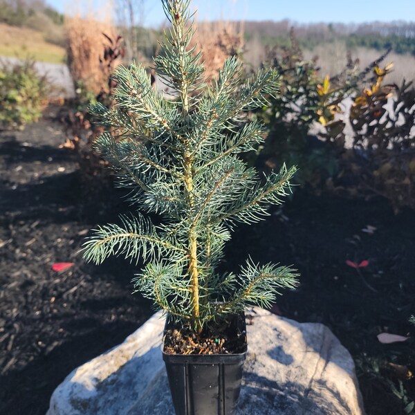 8-10" Colorado Blue Spruce Transplant, Beautiful ornamental, Great Windbreak or Property Line Tree, Christmas Tree