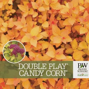 May include: A dense cluster of vibrant orange and yellow foliage from a Double Play Candy Corn shrub. A circular inset shows small, deep purple flower clusters. The text reads DOUBLE PLAY CANDY CORN and includes the Proven Winners logo.