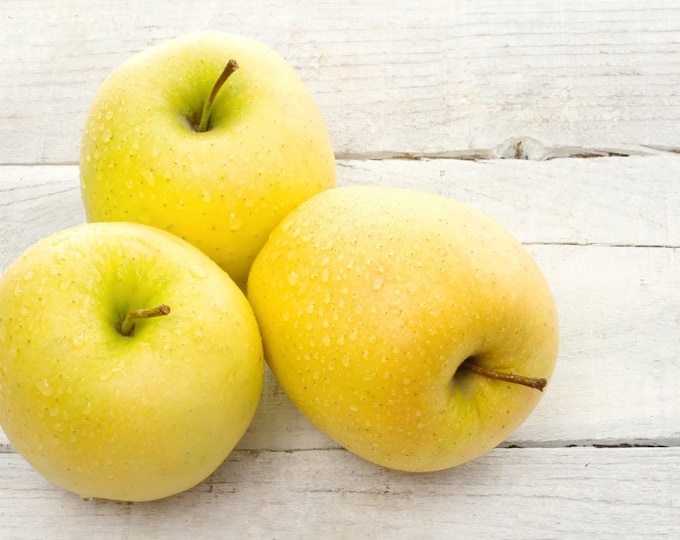 1 Golden Delicious Apple Tree, 45FT, Semi Dwarf Size, All American