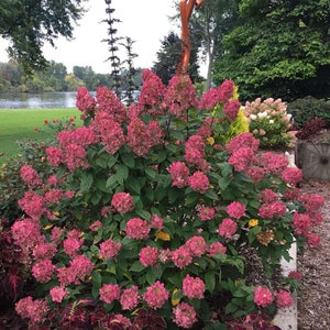 FIRE LIGHT® Proven Winners ColorChoice Hydrangea - Panicle  Hydrangea paniculata , 4" Pot Size, Stunning white to pink flowers