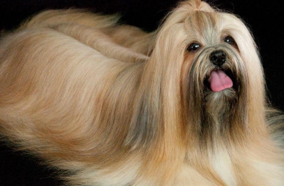 stuffed lhasa apso dog