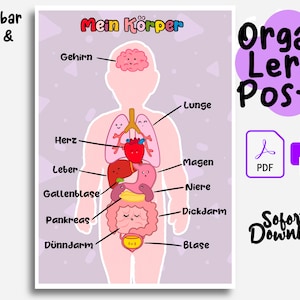 Deutsch Körper Arbeitsblatt Kinder Druckbare Montessori Prints Körperteile lernen Kleinkind Organe lern Poster Motivation Waldorf Verdauung