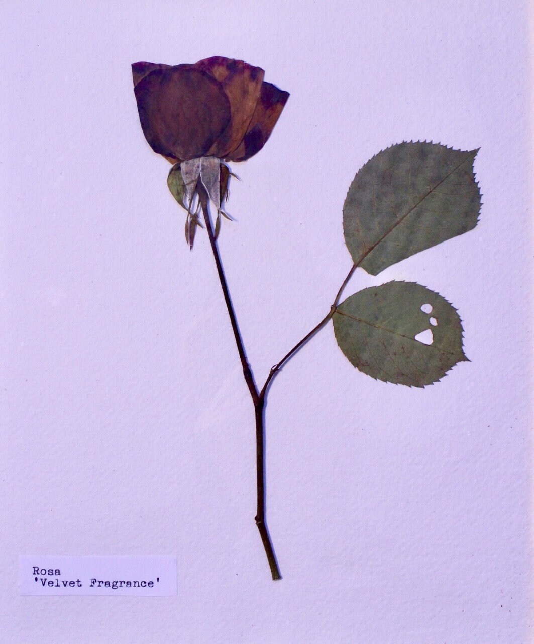 Herbarium Pressed Flower Rose in Vintage Frame Etsy Hong Kong
