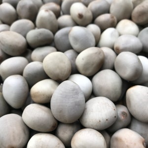 Puede incluir: Primer plano de un mont&oacute;n de semillas lisas, ovaladas y de color gris claro. Las semillas tienen un aspecto natural y org&aacute;nico, con sutiles variaciones de color y textura. Las semillas est&aacute;n densamente empaquetadas, llenando el encuadre.