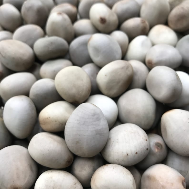 Puede incluir: Primer plano de un mont&oacute;n de semillas lisas, ovaladas y de color gris claro. Las semillas tienen un aspecto natural y org&aacute;nico, con sutiles variaciones de color y textura. Las semillas est&aacute;n densamente empaquetadas, llenando el encuadre.