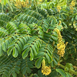 Puede incluir: Primer plano de una planta verde con hojas compuestas y racimos de flores amarillas. Las hojas son de un verde vibrante, y las flores de un amarillo brillante. La planta parece sana, posiblemente cultivada, con una apariencia densa y exuberante.