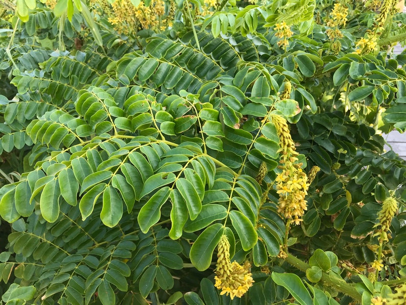 Puede incluir: Primer plano de una planta verde con hojas compuestas y racimos de flores amarillas. Las hojas son de un verde vibrante, y las flores de un amarillo brillante. La planta parece sana, posiblemente cultivada, con una apariencia densa y exuberante.