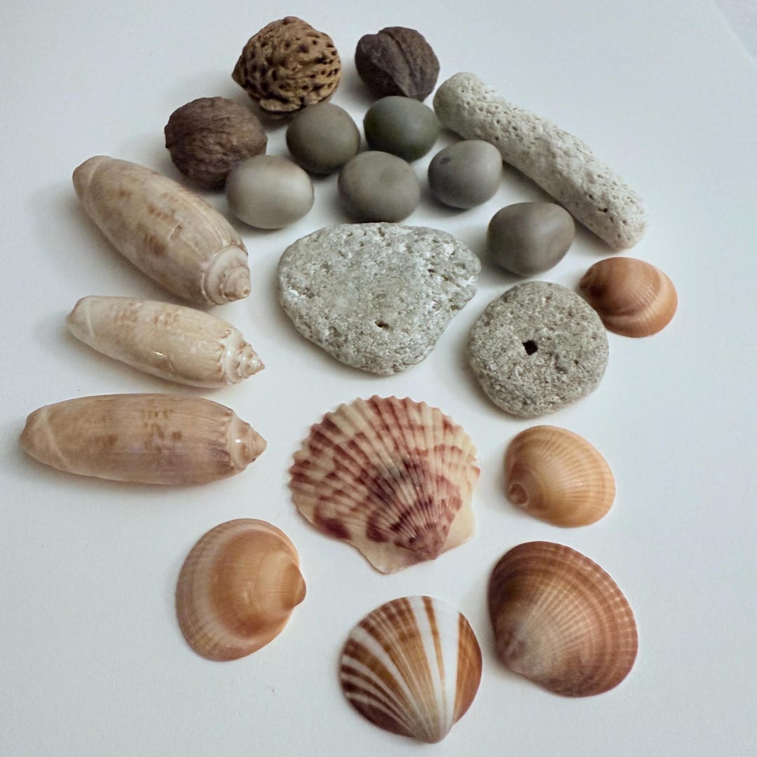 Coastal Nature Collection – Olive Shells, Coral Stone, Coquina Rocks ...