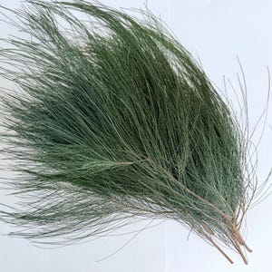 Casuarina equisetifolia cuttings, 6 branches, 12" long with leaves, also known as Australian Pine, Ironwood, Beefwood, She Oak