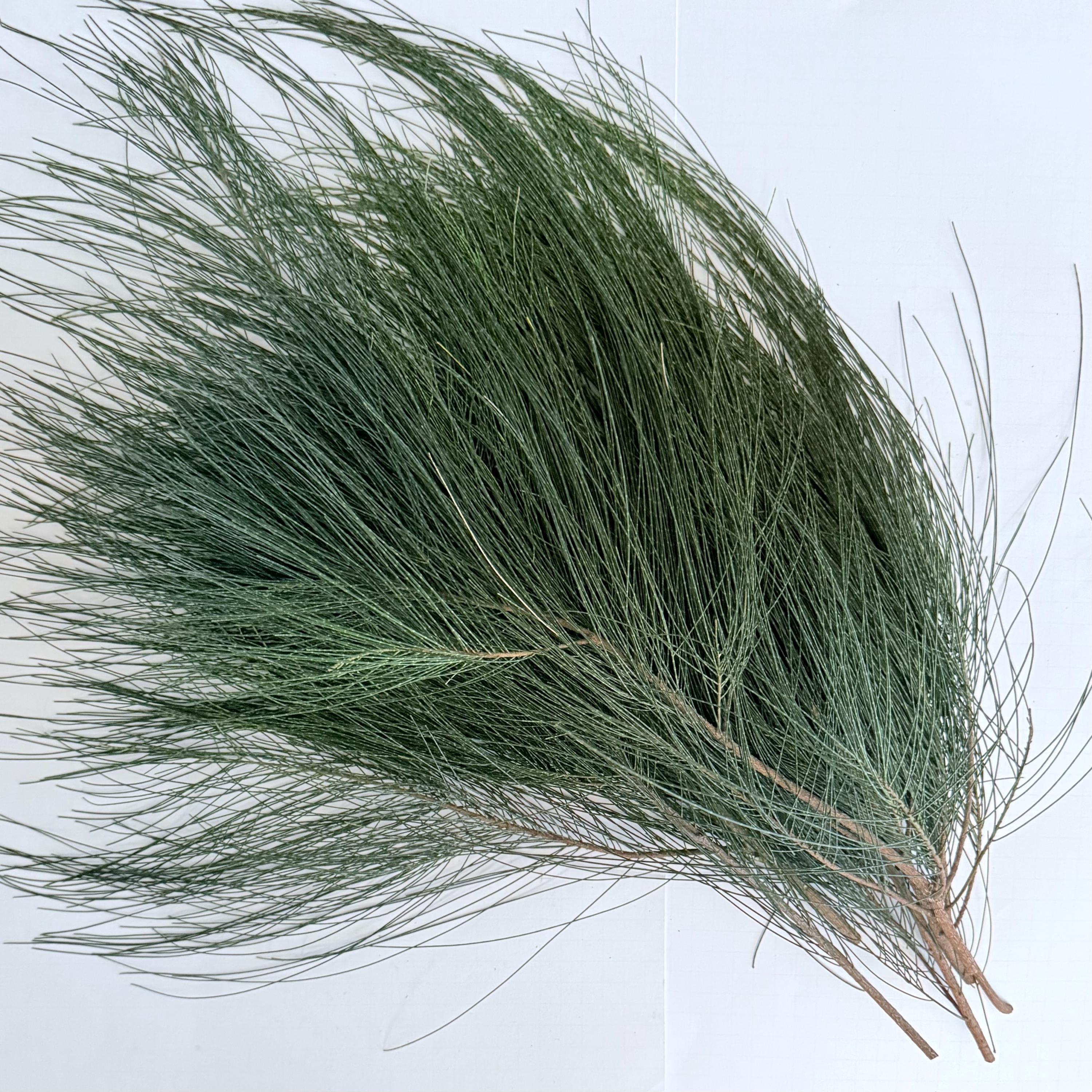 Casuarina Equisetifolia Cuttings, 6 Branches, 12