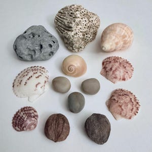 May include: An assortment of natural coastal elements, including various seashells, smooth gray stones, and a porous rock. The shells display a range of colors from white to pink and brown. The arrangement is on a white surface.
