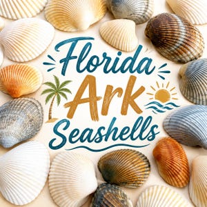 Florida Ark Shells - Bulk Assorted Mix - Coastal Craft and Decor